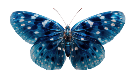 blue butterfly spreading vibrant wing with white spots on white background