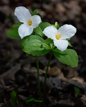 Two spring ephemeral Trillium grandiflorum white trilliums blooming along the Seaton Hiking Trail in southern Ontario Canada