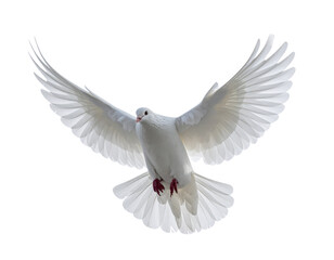 Obraz premium a white dove with outstretched wings symbolizing peace and purity is captured mid-flight against a bright white background its graceful form conveys a sense of freedom and tranquility 