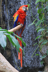 Scarlet Red Yellow and Blue Parrot