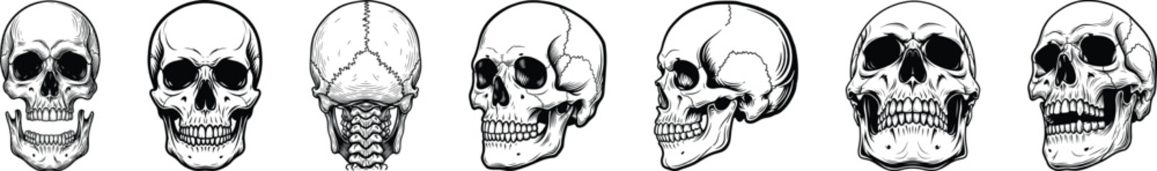 Human skull rotation strip front to profile
