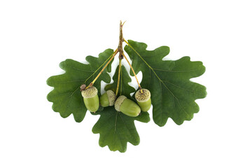 Fototapeta premium Fresh acorns and oak leaves presented on a clean, white background.