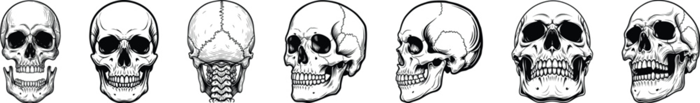 Human skull rotation strip front to profile