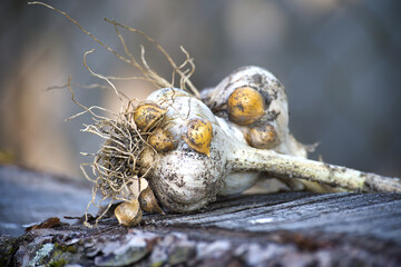 Close-up of elephant garlic bulbs showing detail and texture on a wooden surface.