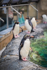 Penguins at Asahiyama Zoo, Hokkaido, Japan – Cute Wildlife Photography