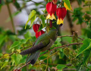 Picaflor anunciando la primavera