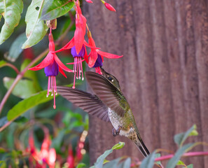 Picaflor anunciando la primavera