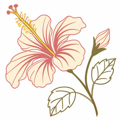 A delicate illustration of a pale pink hibiscus flower with yellow stamen and a closed bud on a green stem with leaves isolated on a white background