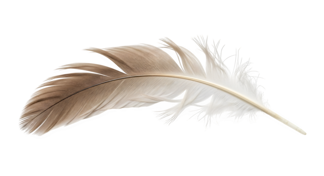 Delicate feather isolated on transparent background, a symbol of lightness, freedom, and spirituality, showcasing intricate details and soft texture