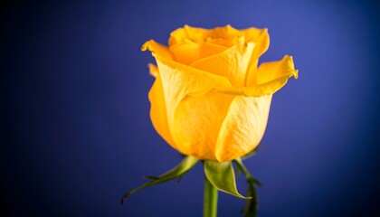Close-up vibrant yellow rose