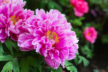 Beautiful flower of paeonia plant