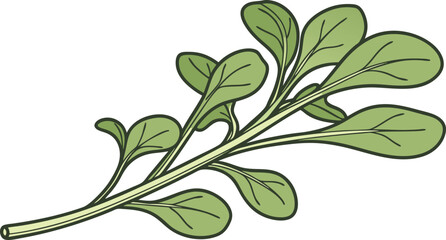 A green vegetable isolated on a white background, showcasing its color and texture in a minimalist presentation.
