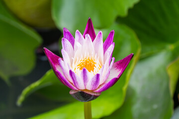 Fototapeta premium Vibrant water lily blooms in tranquil pond nature serene environment close-up view