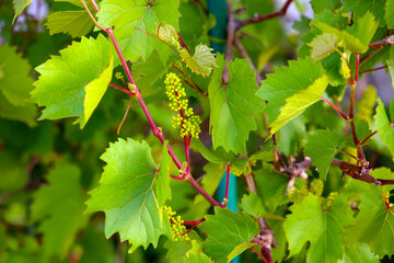 Grape vine with branches, leaves, and young fruit