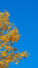 Natural background: blue sky and tree branches with yellow leaves framed at an angle