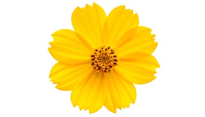 Naklejka premium Close-up of a bright yellow flower