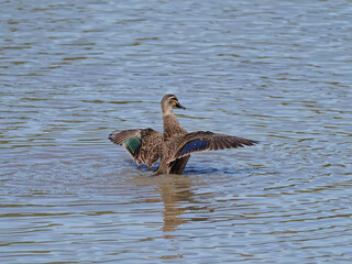 Pacific Black Duck (Anas superciliosa) mating season behaviour to attract attention.