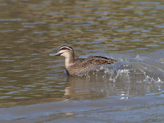 Pacific Black Duck (Anas superciliosa)making s bow wave upon entering the water at Telarah Lagoon New South Wales Australia