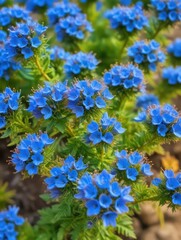 Fototapeta premium Tiny blue flowers with yellow centers
