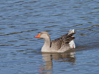 Greylag Goose or Graylag Goose (Anser anser var. domesticus)  swimming in a lagoon.