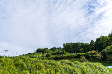 静岡県掛川市東山 世界農業遺産　茶草場農法ビューポイント　茶畑　斜面の茶畑
