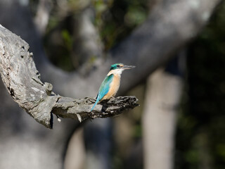 Sacred Kingfisher (Todiramphus sanctus) perched on a tree branch.