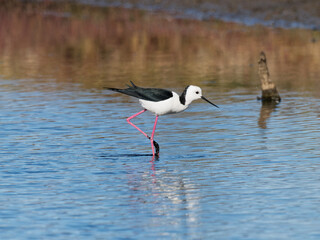 Pied Stilt or White-headed Stilt (Himantopus leucocephalus) wading in shallow water looking for food.