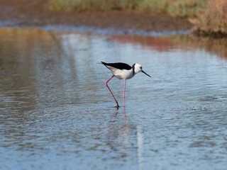 Pied Stilt or White-headed Stilt (Himantopus leucocephalus) wading in shallow water looking for food.