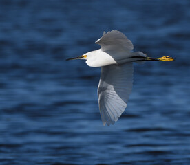 Garza volando sobre un humedal