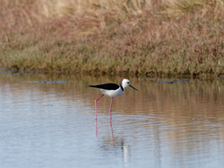 Pied Stilt or White-headed Stilt (Himantopus leucocephalus) wading in shallow water looking for food.
