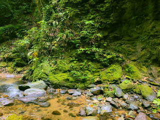A creek on the forest floor of the Meratus mountains, Tropical Forest of Borneo, Indonesia.