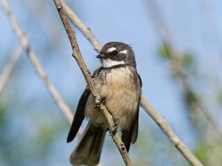 Grey Fantail (Rhipidura albiscapa) close up perched on a thin branch with blue sky background.