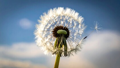 A dandelion seed head against a vibrant blue sky