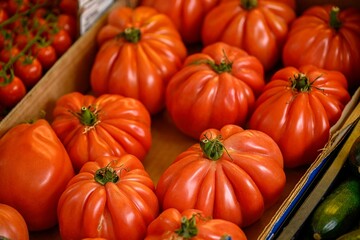 High resolution close up color image of fresh red beautiful organic Oxheart Tomatoes- Italy