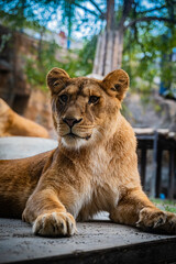Lion at Asahiyama Zoo, Hokkaido, Japan – Majestic Wildlife Photography