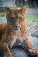 Lion at Asahiyama Zoo, Hokkaido, Japan – Majestic Wildlife Photography