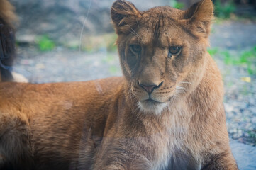 Lion at Asahiyama Zoo, Hokkaido, Japan – Majestic Wildlife Photography