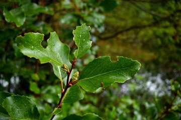 Hojas de una planta con gotas de lluvia en el bosque.