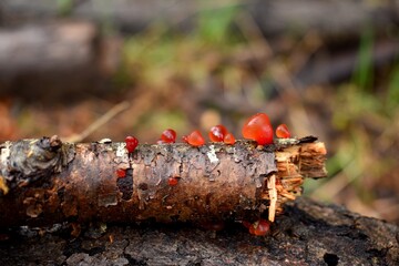 Hongo llamado gomita del bosque creciendo sobre madera.