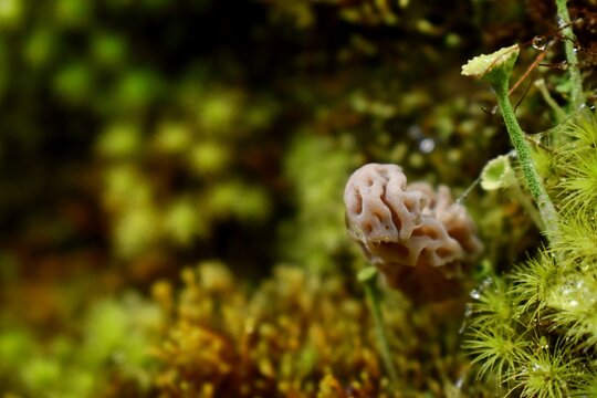Hongo llamado morcella creciendo en el bosque.