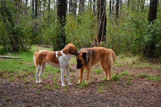 Perro macho y perra hembra mostr&aacute;ndose afecto mutuamente.
