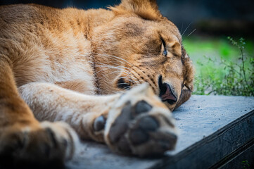 Naklejka premium Lion at Asahiyama Zoo, Hokkaido, Japan – Majestic Wildlife Photography