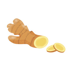 Ginger root set. Fresh raw ginger roots whole and sliced. Vector hand drawn illustration.
