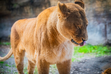 Lion at Asahiyama Zoo, Hokkaido, Japan – Majestic Wildlife Photography