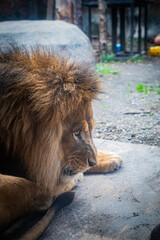 Naklejka premium Lion at Asahiyama Zoo, Hokkaido, Japan – Majestic Wildlife Photography