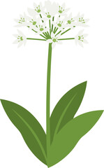 Simple Flat Style Wild Garlic Flower Blossom Herb Floral Illustration