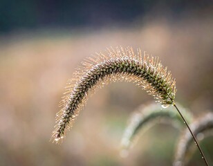 Obraz premium Close-up of a dew-kissed grass seedhead