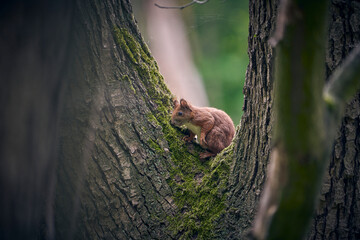squirrel
