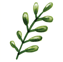 green leaves illustration watercolor vector