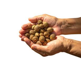  Areca Nut Farming Concept